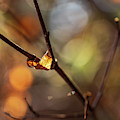 Nature Photography - Fall Leaves Photograph by Amelia Pearn Nature Photography - Fall Leaves Photograph by Amelia Pearn
