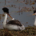 Clark's Grebe Nest 5286 by Craig Corwin