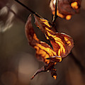 Nature Photography - Fall Leaves Photograph by Amelia Pearn Nature Photography - Fall Leaves Photograph by Amelia Pearn