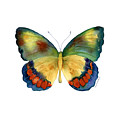 67 Bagoe Butterfly Painting by Amy Kirkpatrick 67 Bagoe Butterfly Painting by Amy Kirkpatrick