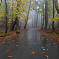 Autumn landscape with trees and Autumn leaves on the ground after rain Photograph by Michalakis Ppalis Autumn landscape with trees and Autumn leaves on the ground after rain Photograph by Michalakis Ppalis
