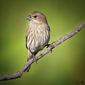 House Finch Female #7 by Joe Fisher