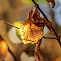 Nature Photography - Fall Leaves Photograph by Amelia Pearn Nature Photography - Fall Leaves Photograph by Amelia Pearn