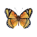 76 Viceroy Butterfly Painting by Amy Kirkpatrick 76 Viceroy Butterfly Painting by Amy Kirkpatrick