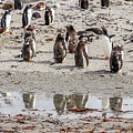 Newmans Station, Falkland Islands, UK Photograph by Paul James Bannerman Newmans Station, Falkland Islands, UK Photograph by Paul James Bannerman