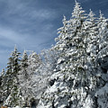 Winter Wonderland Photograph by Annamaria Frost Winter Wonderland Photograph by Annamaria Frost