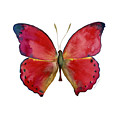 83 Red Glider Butterfly Painting by Amy Kirkpatrick 83 Red Glider Butterfly Painting by Amy Kirkpatrick