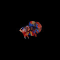 Multicolor Betta Fish Photograph by Sambel Pedes Multicolor Betta Fish Photograph by Sambel Pedes
