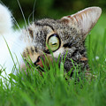 Gaze of a domestic cat Photograph by Vaclav Sonnek Gaze of a domestic cat Photograph by Vaclav Sonnek