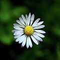 Beautiful Bellis Perennis in grass Photograph by Vaclav Sonnek Beautiful Bellis Perennis in grass Photograph by Vaclav Sonnek
