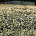 Frozen green grass Photograph by Vaclav Sonnek Frozen green grass Photograph by Vaclav Sonnek