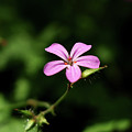 Pink bloom of Geranium robertianum Photograph by Vaclav Sonnek Pink bloom of Geranium robertianum Photograph by Vaclav Sonnek