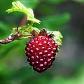 A Berry Red Berry Photograph by David Desautel A Berry Red Berry Photograph by David Desautel