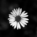 Black and white bloom of bellis perennis Photograph by Vaclav Sonnek Black and white bloom of bellis perennis Photograph by Vaclav Sonnek