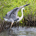 A Blue Heron on his morning fishing expedition by Gordon Elwell