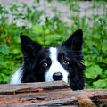 A border collie is waiting for a task. Photograph by Bernhard Schaffer A border collie is waiting for a task. Photograph by Bernhard Schaffer