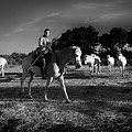 A circle of horses by Jean Gill