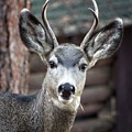 A Curious Deer Photograph by Loren Gilbert A Curious Deer Photograph by Loren Gilbert