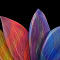 A Daisy's Elegance - Abstract Digital Art by Ronald Mills A Daisy's Elegance - Abstract Digital Art by Ronald Mills
