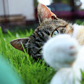Cat head looking from behind her paws and look right to camera. Photograph by Vaclav Sonnek Cat head looking from behind her paws and look right to camera. Photograph by Vaclav Sonnek