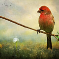 A Finch In Spring by Cathy Kovarik