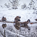 A Gaggle of Geese by Kevin Lester