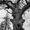 A Gnarly Oak Stands Tall Photograph by Leslie Struxness A Gnarly Oak Stands Tall Photograph by Leslie Struxness