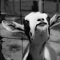 A Goat's Smile Photograph by Demetrai Johnson A Goat's Smile Photograph by Demetrai Johnson