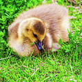 A gosling in the grass by Tatiana Travelways