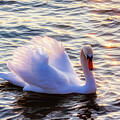 A gracefully gliding swan by Tatiana Travelways
