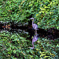 A Great Blue Heron and Its Refection Photograph by Kevin Suttlehan A Great Blue Heron and Its Refection Photograph by Kevin Suttlehan