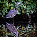 A Great Blue Heron and Its reflection in the Bronx River Photograph by Kevin Suttlehan A Great Blue Heron and Its reflection in the Bronx River Photograph by Kevin Suttlehan