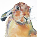 A Hare Named Jill by Jani Freimann