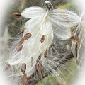 A Horse Named Milkweed Photograph by Terri Harper A Horse Named Milkweed Photograph by Terri Harper