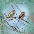 A House Finch Love Story Photograph by Sandra Rust A House Finch Love Story Photograph by Sandra Rust