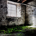 A little greenery Photograph by Stephen Dorton A little greenery Photograph by Stephen Dorton