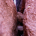 A Little Squished Photograph by Go and Flow Photos A Little Squished Photograph by Go and Flow Photos