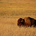 A Lone Bison by Lana Trussell