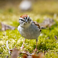 A Look and a Hop Hop Hop by Linda Bonaccorsi