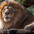A Lounging Lion Photograph by David Levin A Lounging Lion Photograph by David Levin