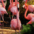 American flamingo - Hey, you stay Photograph by Vaclav Sonnek American flamingo - Hey, you stay Photograph by Vaclav Sonnek