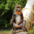 Mandrillus sphinx sitting on the trunk Photograph by Vaclav Sonnek Mandrillus sphinx sitting on the trunk Photograph by Vaclav Sonnek