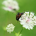 Mating between Stenurella melanura on white clover Photograph by Vaclav Sonnek Mating between Stenurella melanura on white clover Photograph by Vaclav Sonnek