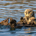 A Mom Otter Holds Her Pup by Laura Hedien