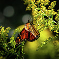 A Monarch Butterfly Photograph by Rehna George A Monarch Butterfly Photograph by Rehna George
