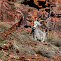 A Mountain Goat of The Grand Canyon, Arizona by Bipul Haldar A Mountain Goat of The Grand Canyon, Arizona by Bipul Haldar