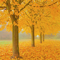 Misty Sycamore Tree Avenue In Autumn by Neale And Judith Clark Misty Sycamore Tree Avenue In Autumn by Neale And Judith Clark