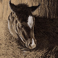 A New Hope Drawing by Jill Westbrook A New Hope Drawing by Jill Westbrook