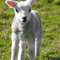 A Newborn Lamb, Carleton-In-Craven Photograph by Tom Holmes Photography A Newborn Lamb, Carleton-In-Craven Photograph by Tom Holmes Photography