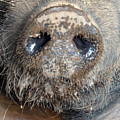 A Nose Only a Mother Could Love Photograph by Leslie Struxness A Nose Only a Mother Could Love Photograph by Leslie Struxness